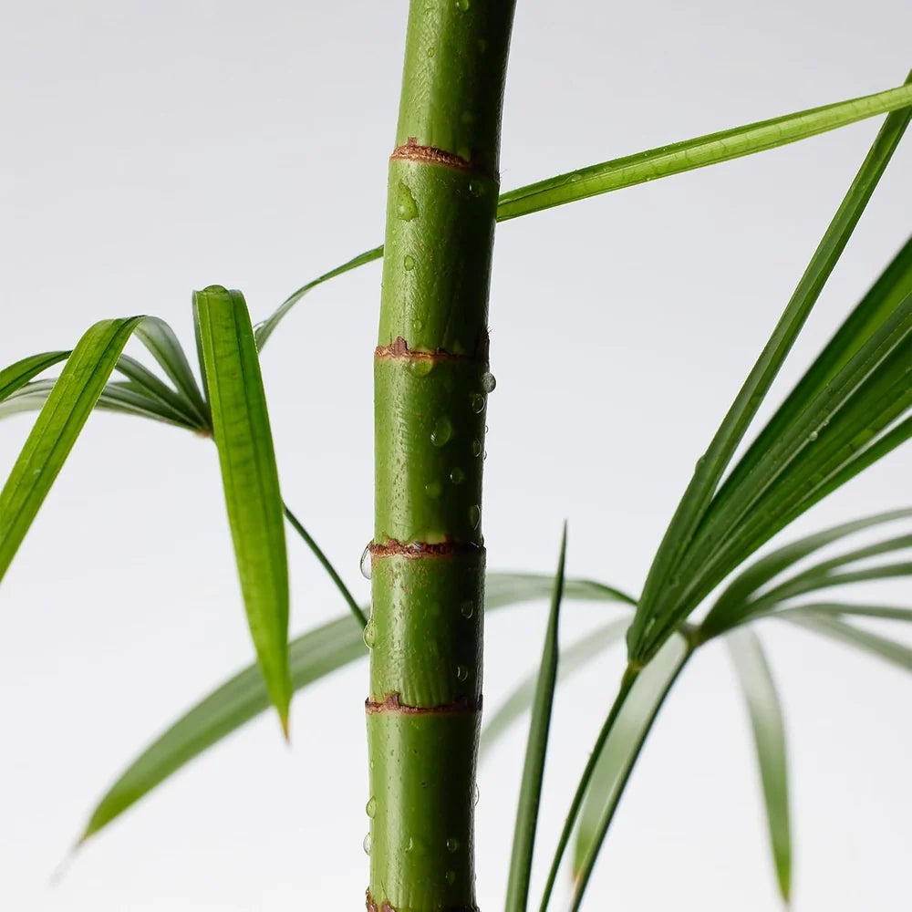 Purito Mighty Bamboo Panthenol Cream